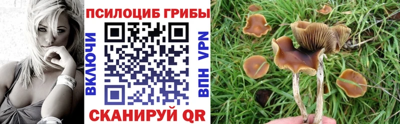 Купить закладки  Зверево  Галлюциногенные грибы прущие грибы 